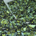 Tapeta ZIELONY BLUSZCZ 3D ściana z  bluszczu Flizelina do mycia