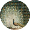 Tapeta Koło Peacock