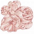 Tapeta Koło Brassica Pink