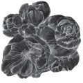 Tapeta Koło Brassica Dark