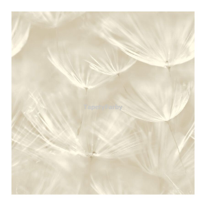 Tapeta delikatne DMUCHAWCE beżowa jasna nowoczesny wzór flizelina do mycia