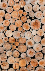 Tapeta Przekroje drewna PNIAKI Mural szer.1,59 wys.2,5 m