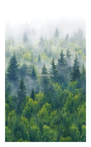 Tapeta LAS we MGLE Mural na flizelinie szer.1,59 wys.2,7 m